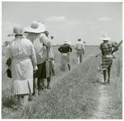 migration african american cotton plantation workers hired as day
