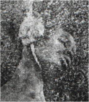 Anti-Black Violence- The lynching of Nick Morris close up Florida State Archives