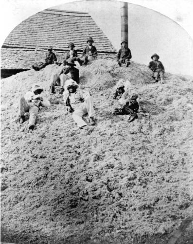 Children relax on a pile of cotton seed