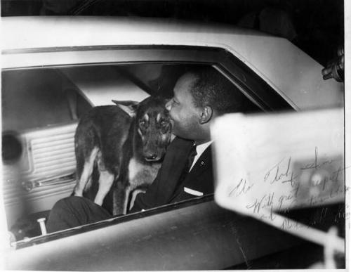 Dr. MLK King in car with police dog during St Augustine civil rights demonstrations in 1964. King later reported that the two of them got along just fine_ but the image was shown around the world.