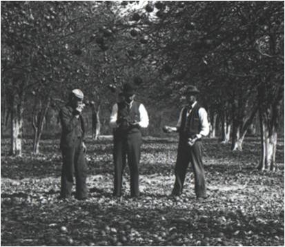 Early White settlers 4 The Great Freeze struck in the winter of 1894-95. This image of frozen fruit was taken in DeLand following the first freeze.