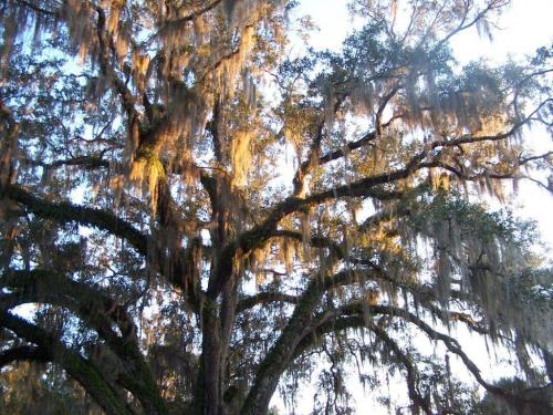 Rosewood Road Nancy Murphy Dec 2009 