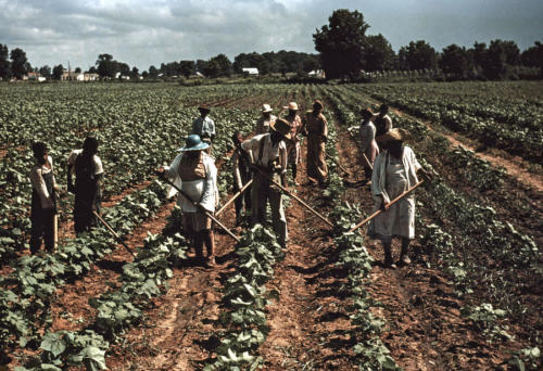 Sharecroppers in Lousianna