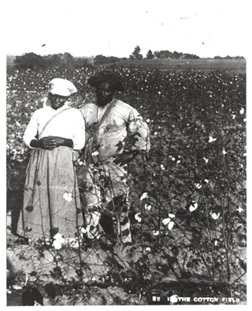 Work- Cottonpickers in the field in the Leon_ Jefferson County area circa 1890s. Florida State Archives Neg 12_871