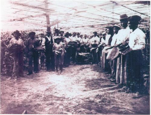 Work- Laborers in a tobacco barn in Quincy circa 1900s Florida State Archives Neg 02235