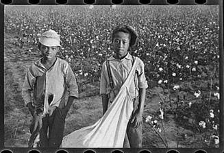 children in cotton field