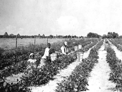 rosewood black lima bean pickers in Levy County