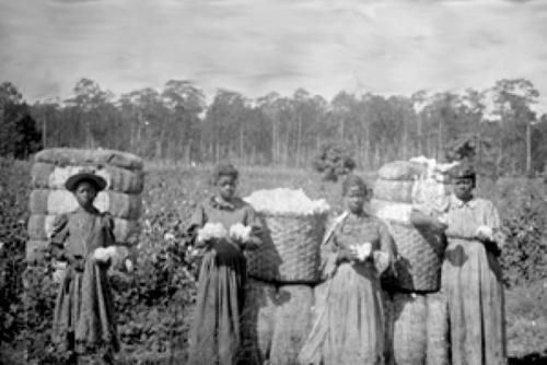slavery woman in cotton field 