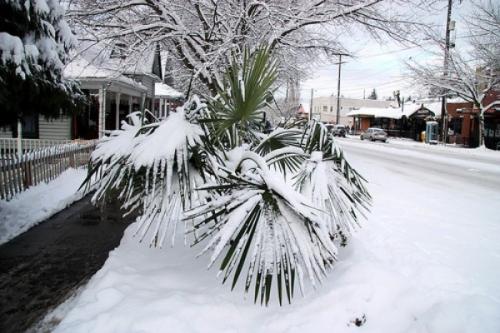 snow in miami palmisno1