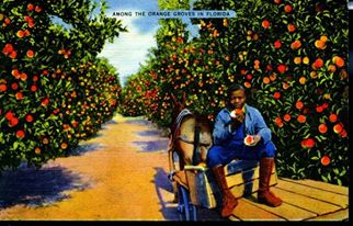 work children boy in orange grove 