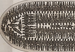 zong thirty seven African_slave_ship_diagram