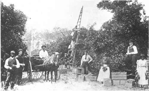 orange grove near Deland